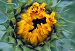 Autumn Sunflower by Stephanie Fussell