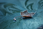 Frosted Leaf by Stephanie Fussell